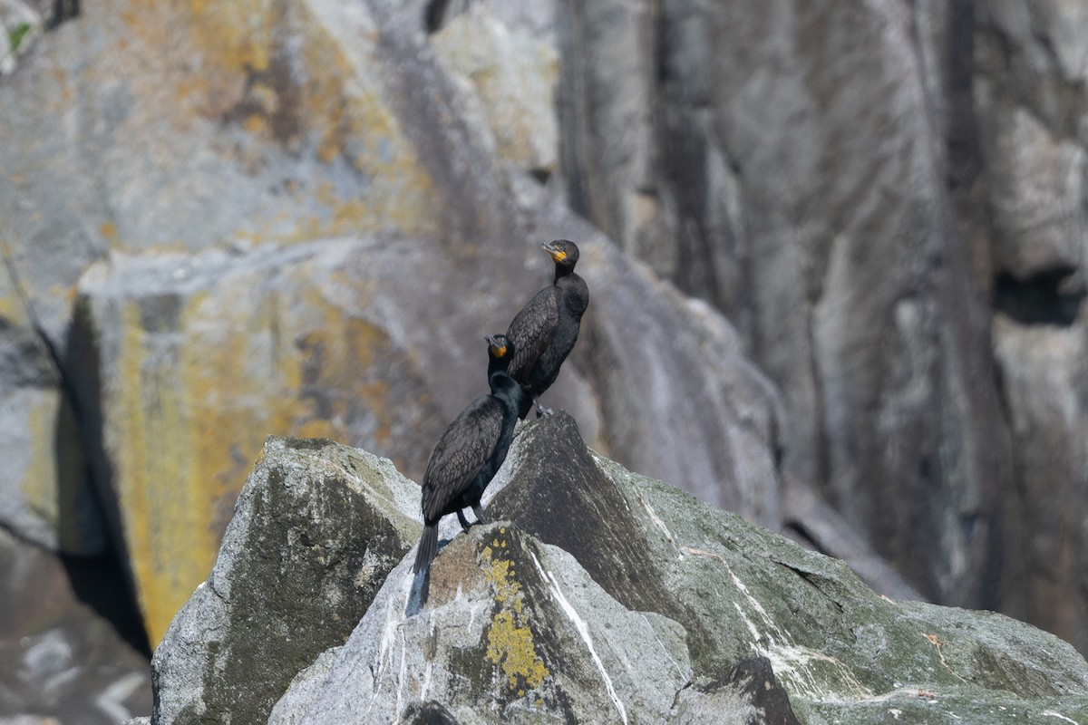 Double-crested Cormorant - ML637722879