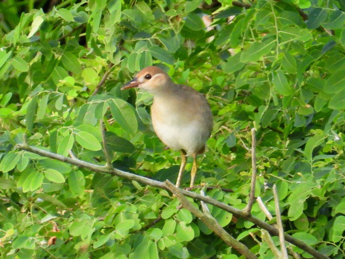 White-browed Crake - ML637722886