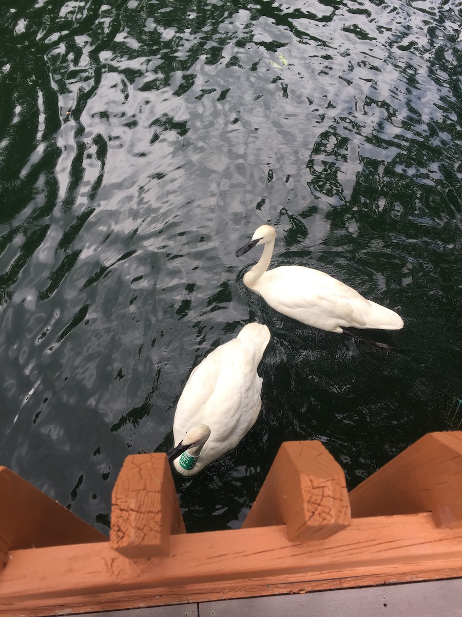 Cygne trompette - ML637722914