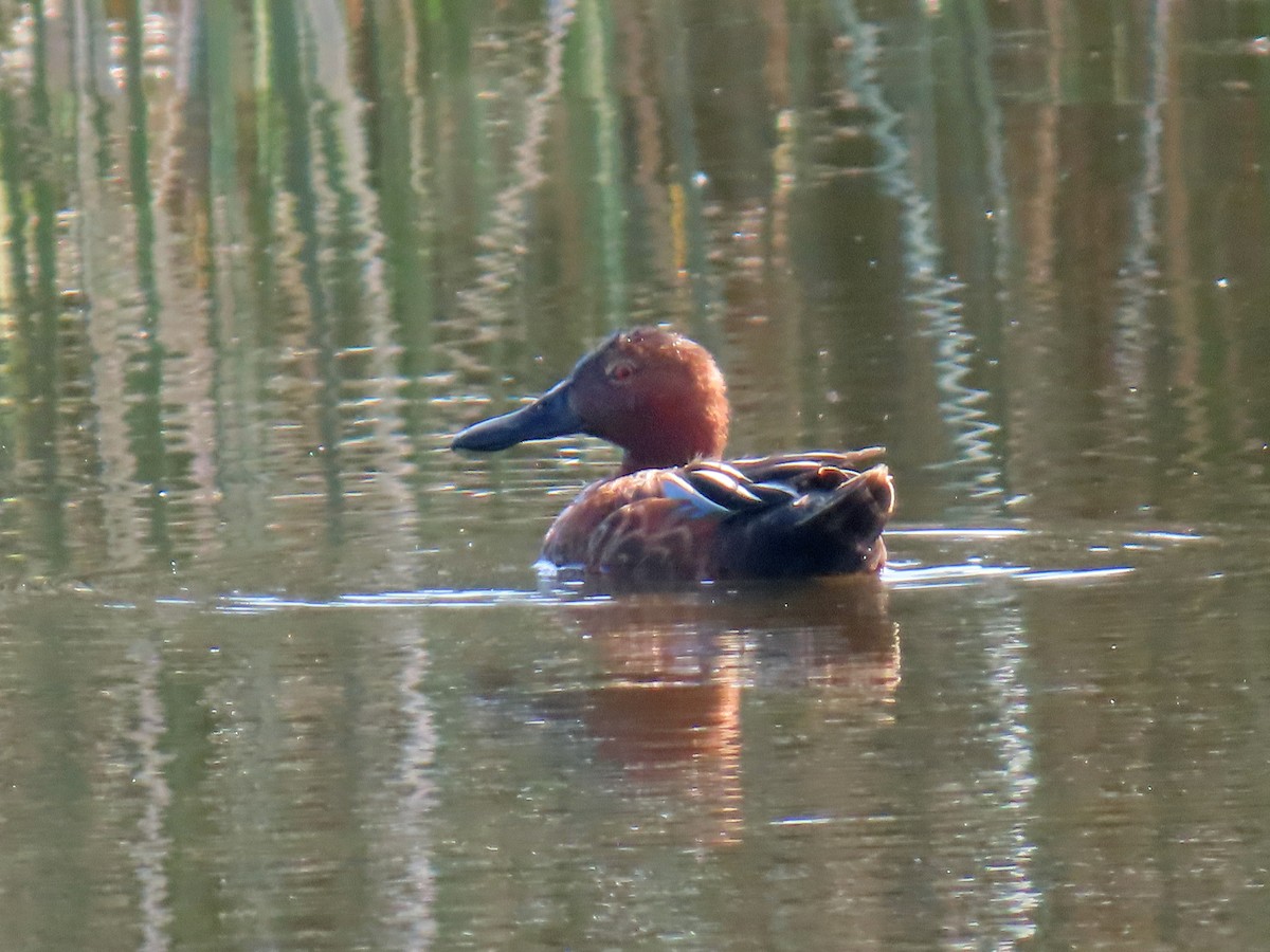 Cinnamon Teal - ML637722921