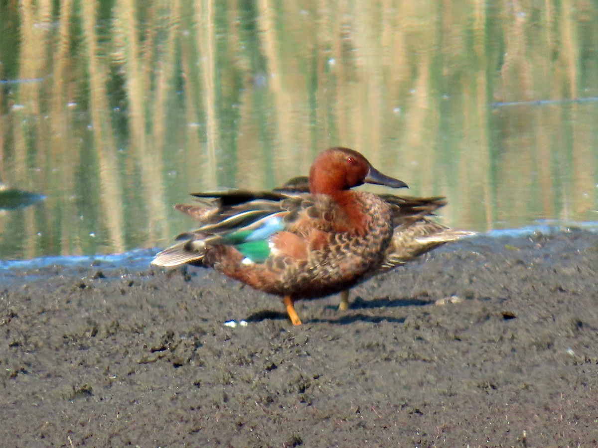 Cinnamon Teal - ML637722924