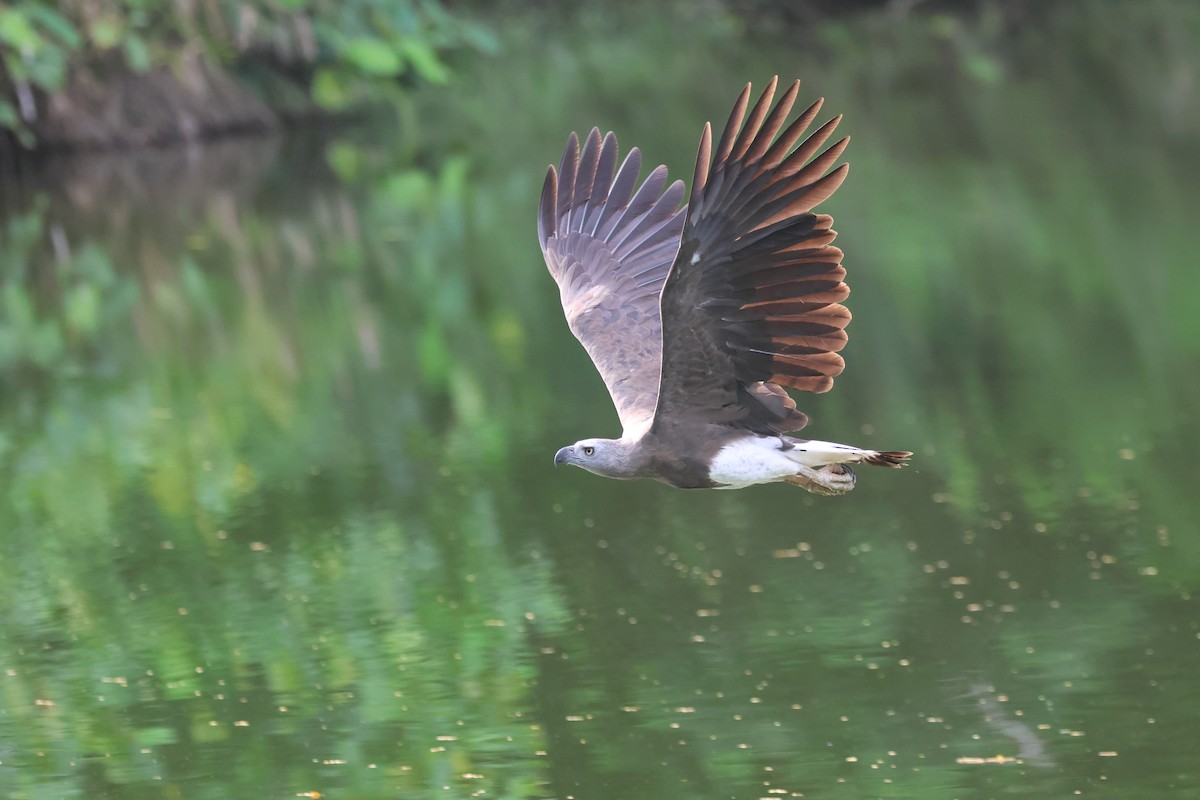 Gray-headed Fish-Eagle - ML637722997