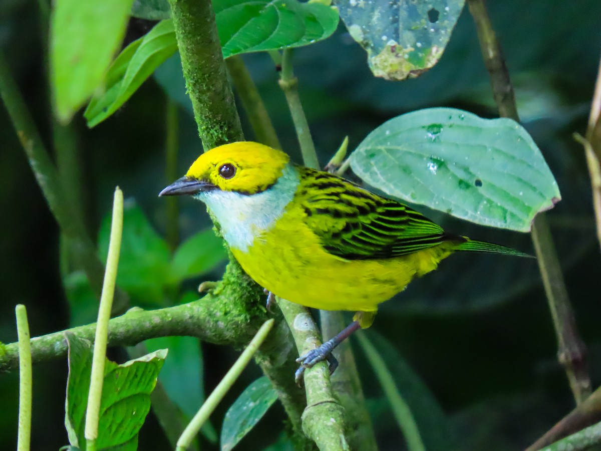 Silver-throated Tanager - ML637723015