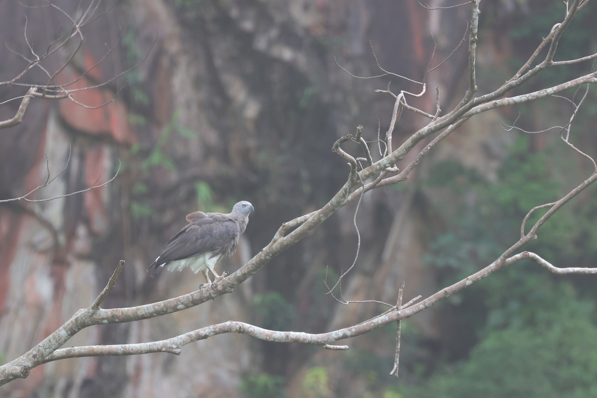 Gray-headed Fish-Eagle - ML637723028