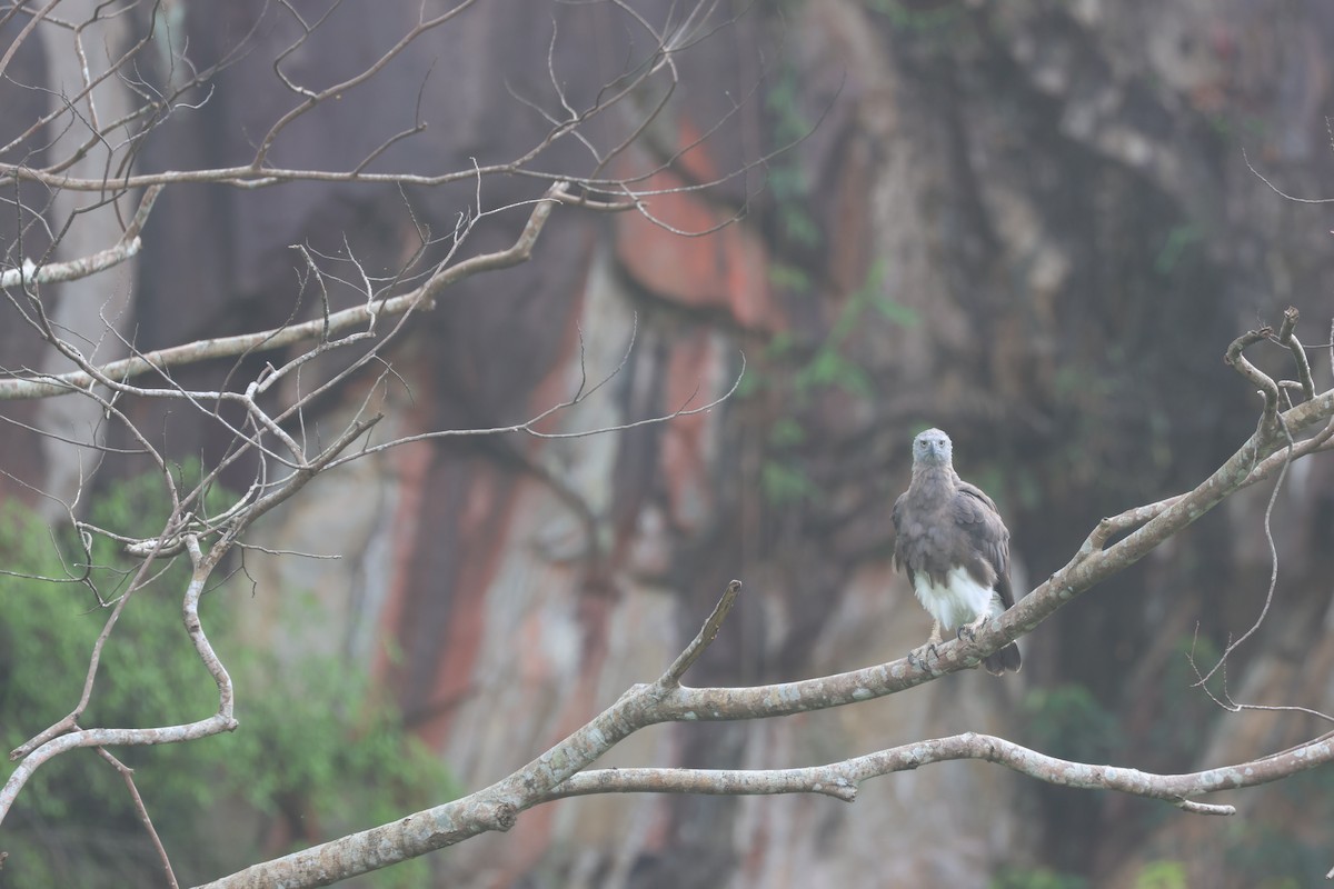 Gray-headed Fish-Eagle - ML637723043