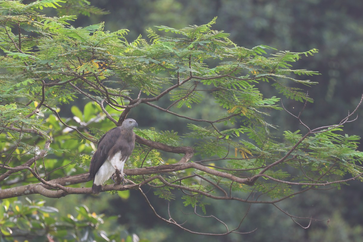 Gray-headed Fish-Eagle - ML637723050