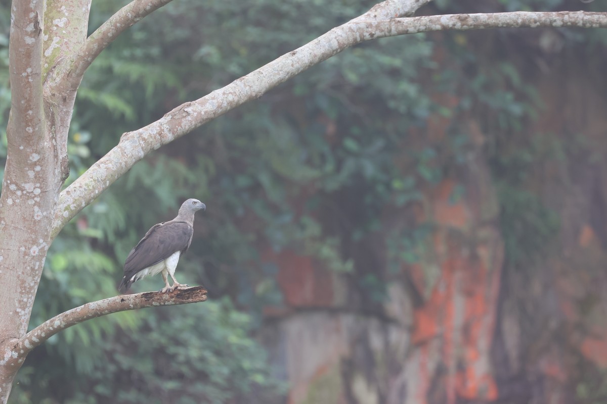 Gray-headed Fish-Eagle - ML637723057