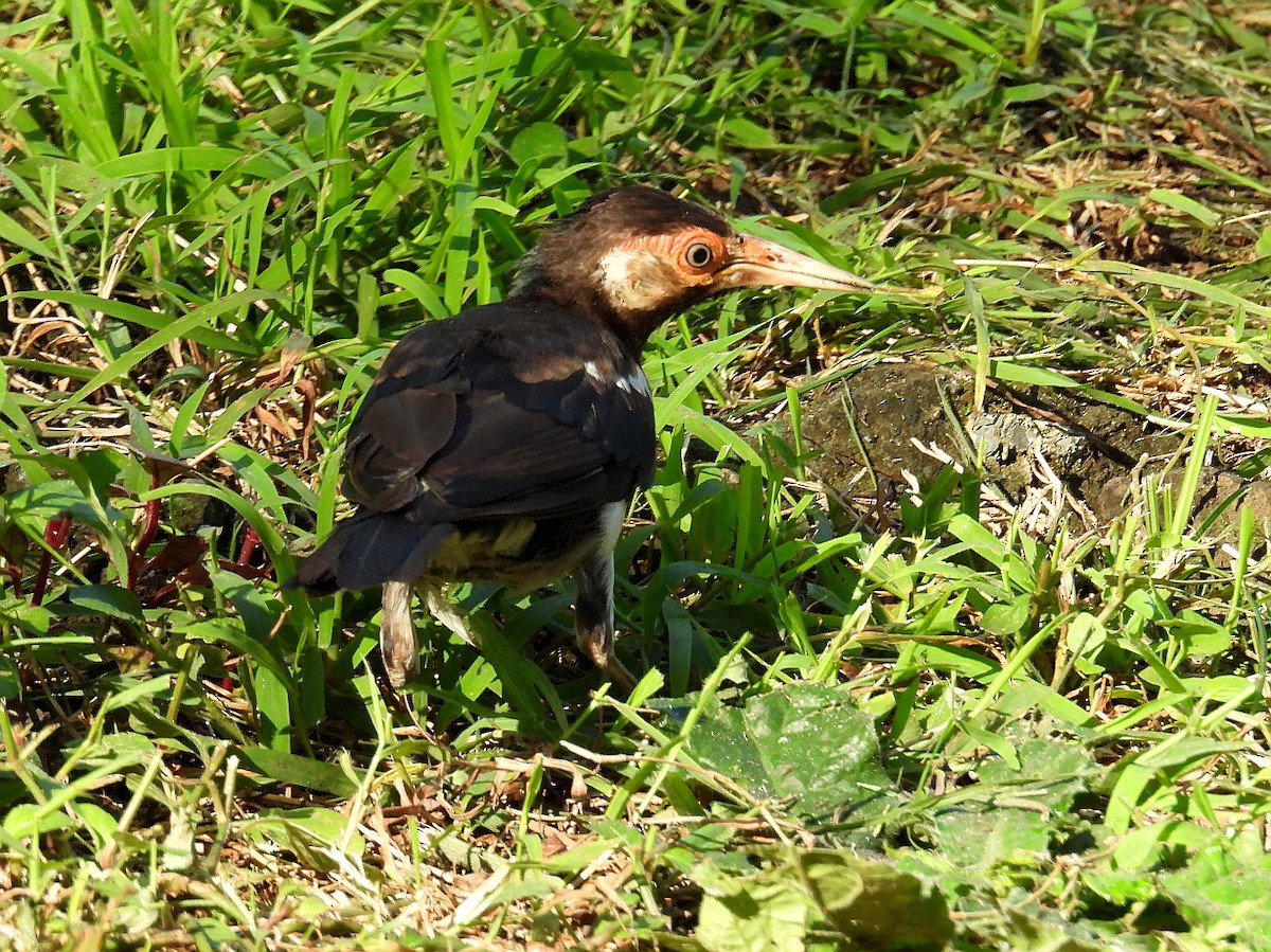 pied starling sp. - ML637723060