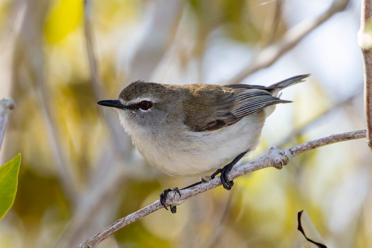 Mangrove Gerygone - ML637723070