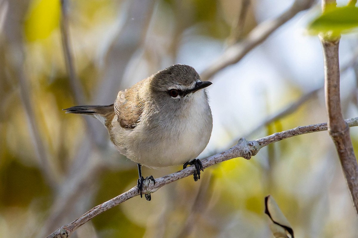 Mangrove Gerygone - ML637723071
