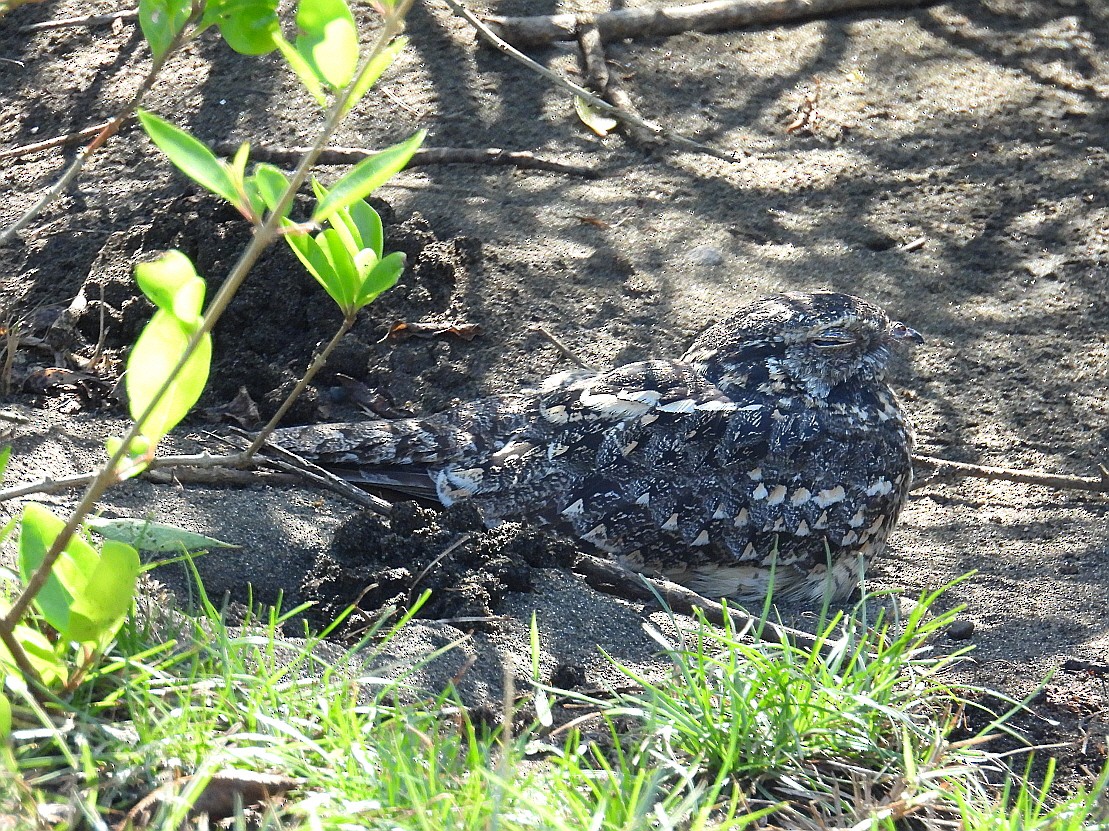 Savanna Nightjar (Sunda) - ML637723081