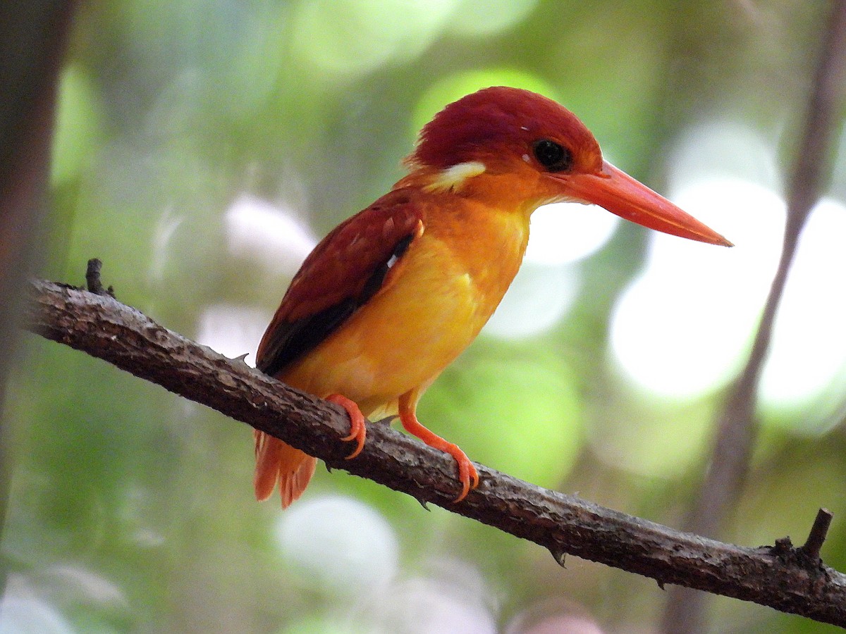 Rufous-backed Dwarf-Kingfisher - ML637723107