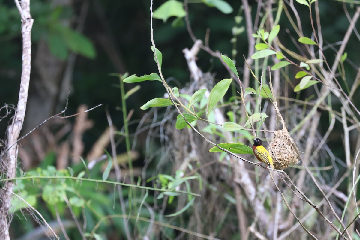 Golden-backed Weaver - ML637723109