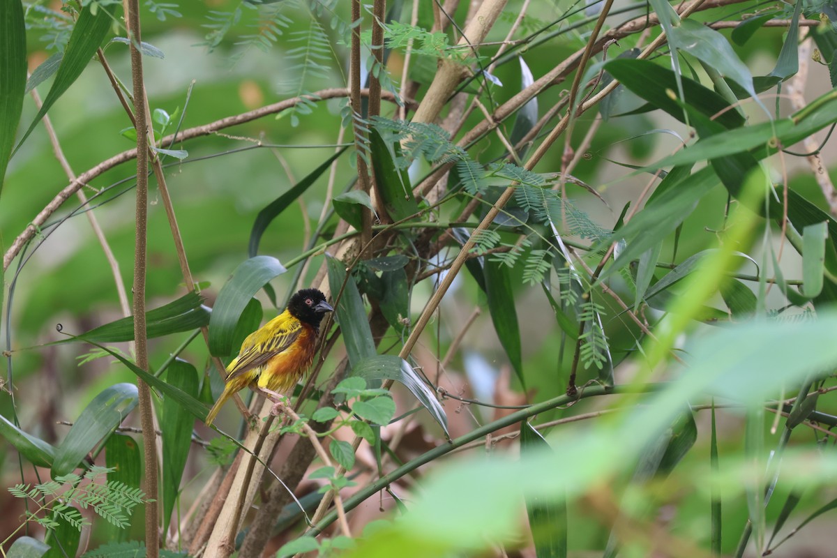 Golden-backed Weaver - ML637723120