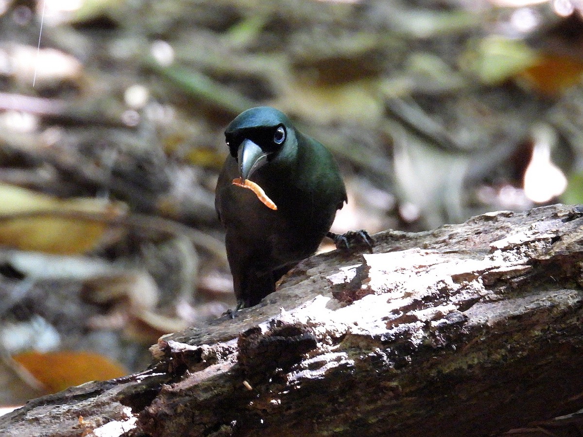Racket-tailed Treepie - ML637723125