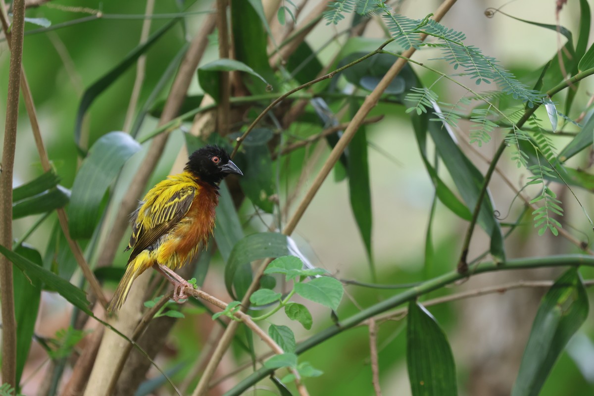 Golden-backed Weaver - ML637723126