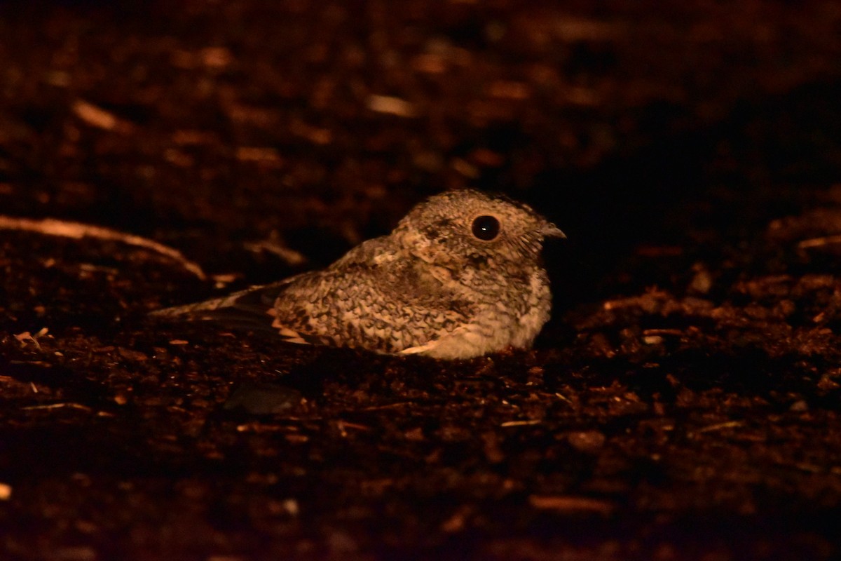 Tschudi's Nightjar - ML637723172