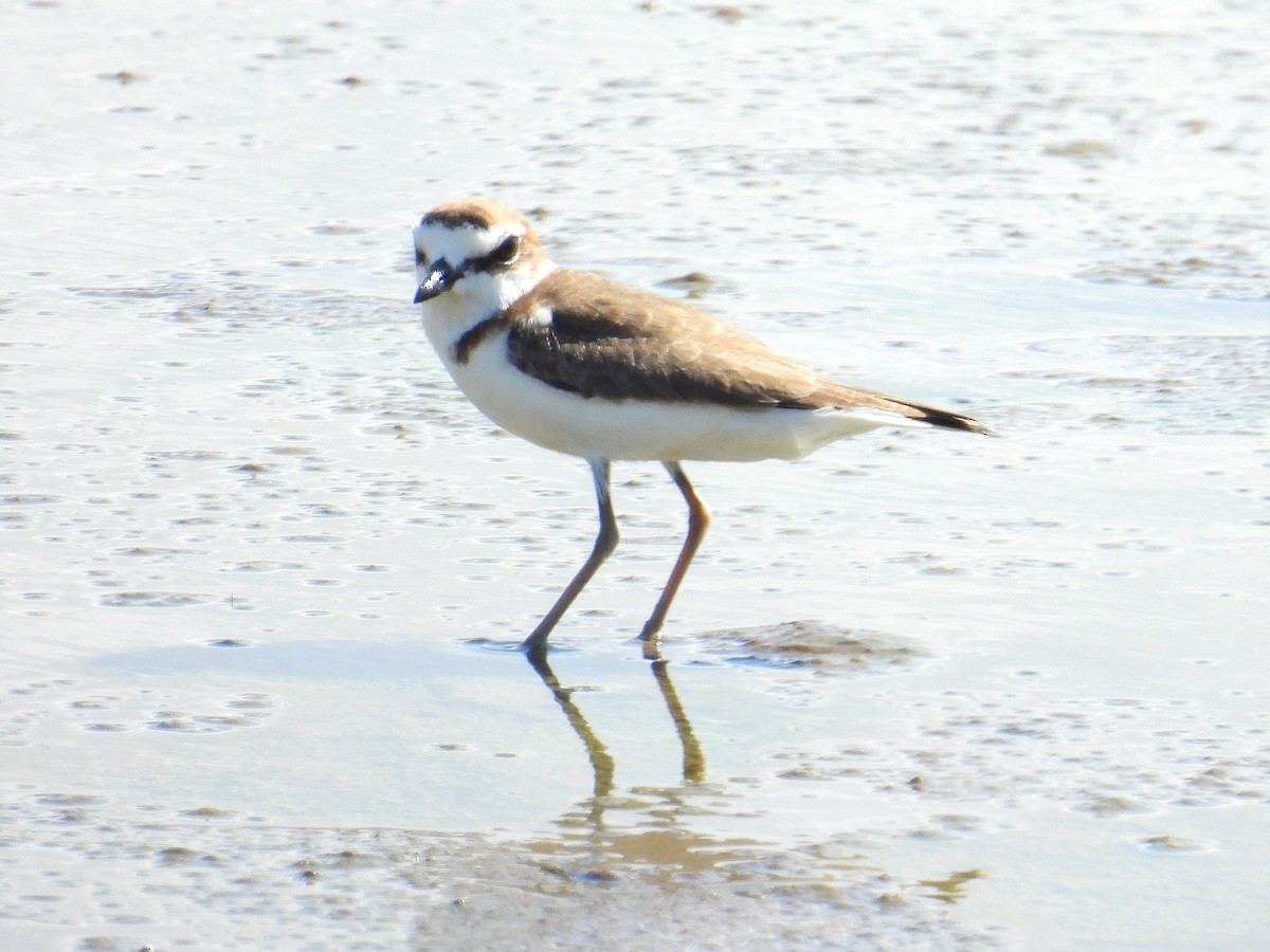 Javan Plover - ML637723178