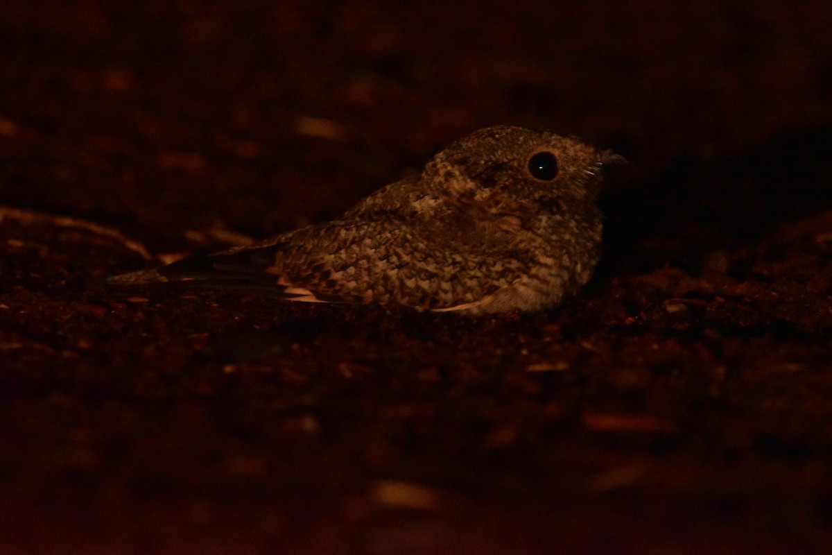 Tschudi's Nightjar - ML637723186