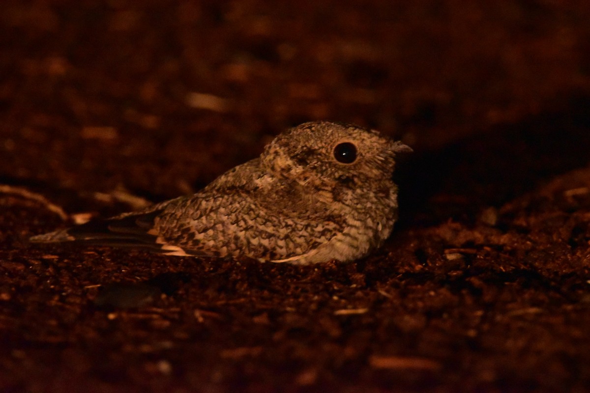 Tschudi's Nightjar - ML637723187
