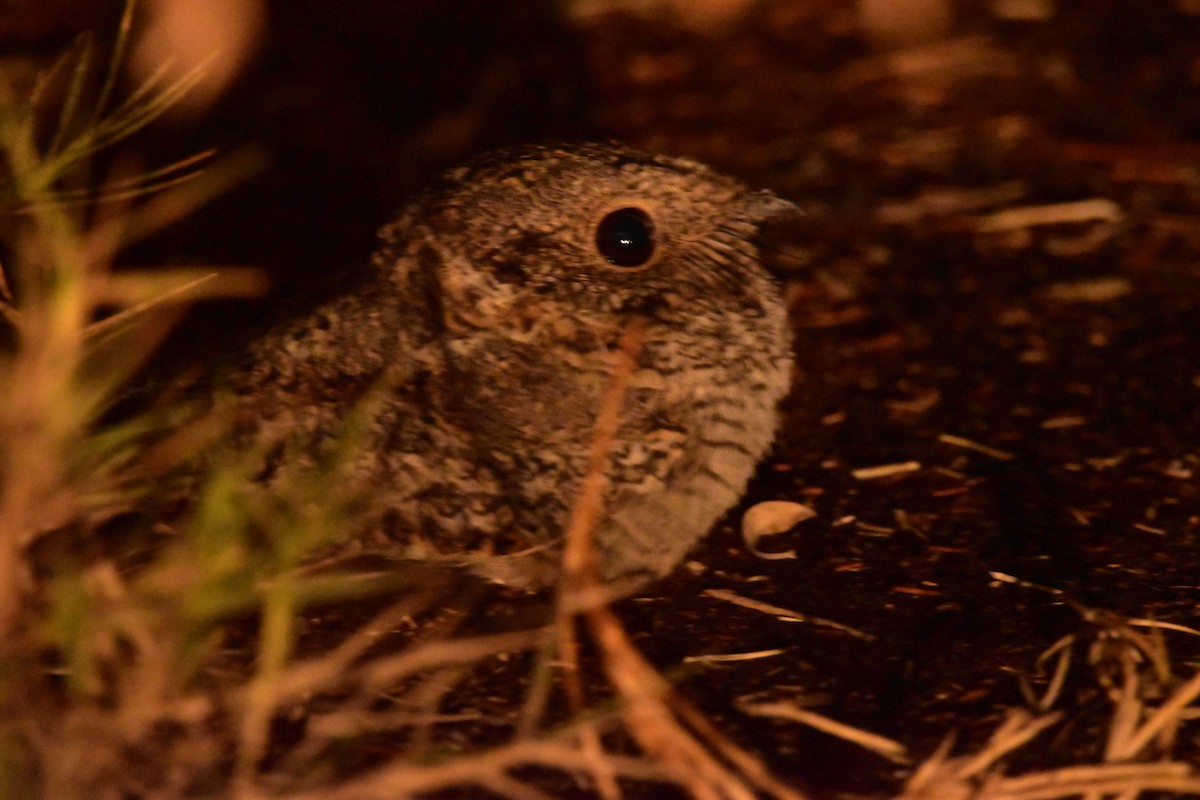 Tschudi's Nightjar - ML637723192