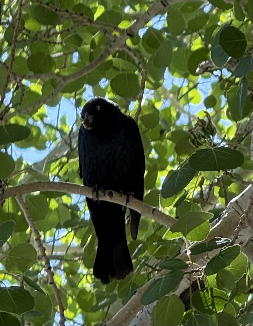 Brewer's Blackbird - ML637723237