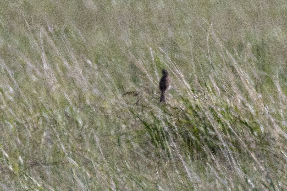 Sprague's Pipit - ML637723249