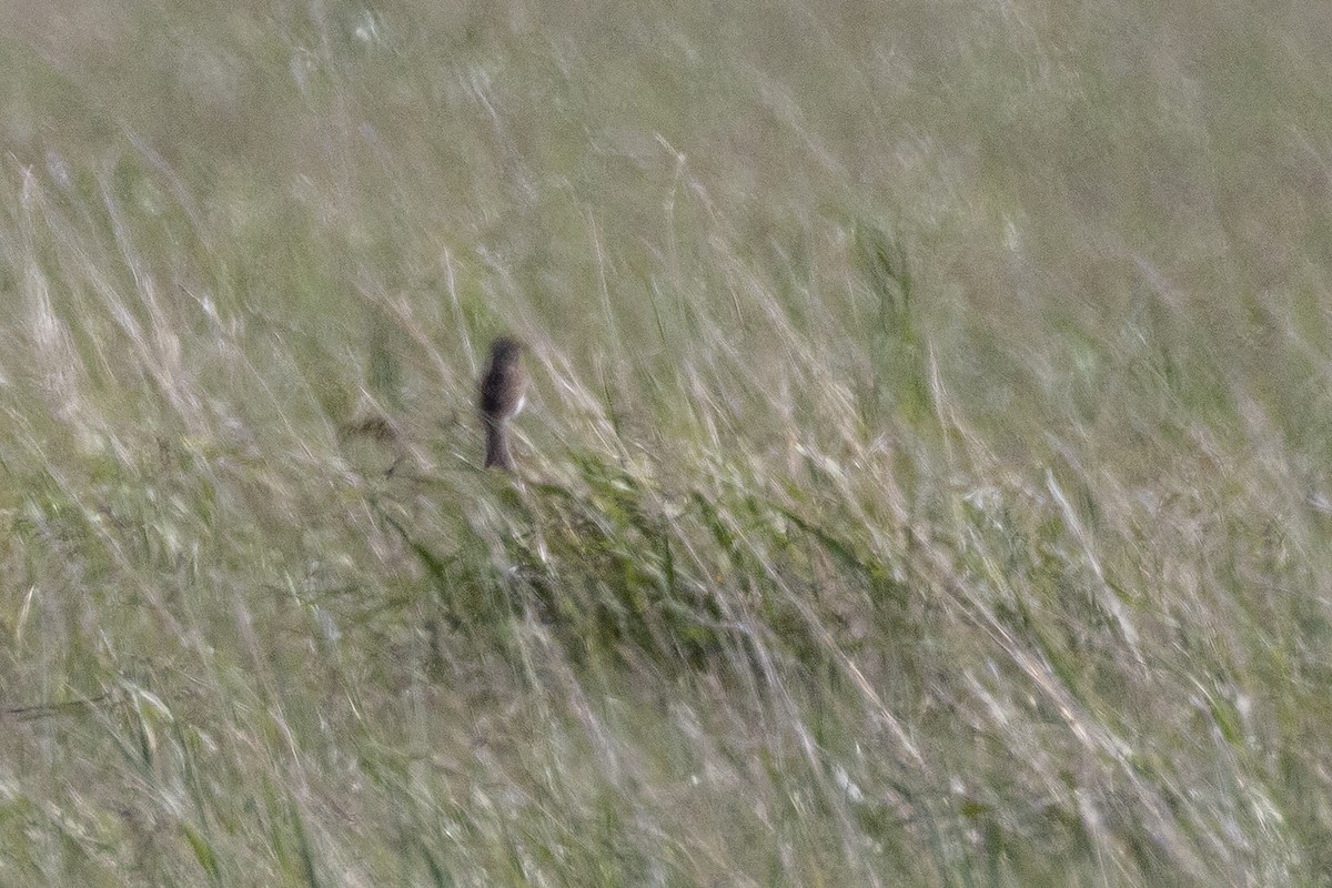 Sprague's Pipit - ML637723250