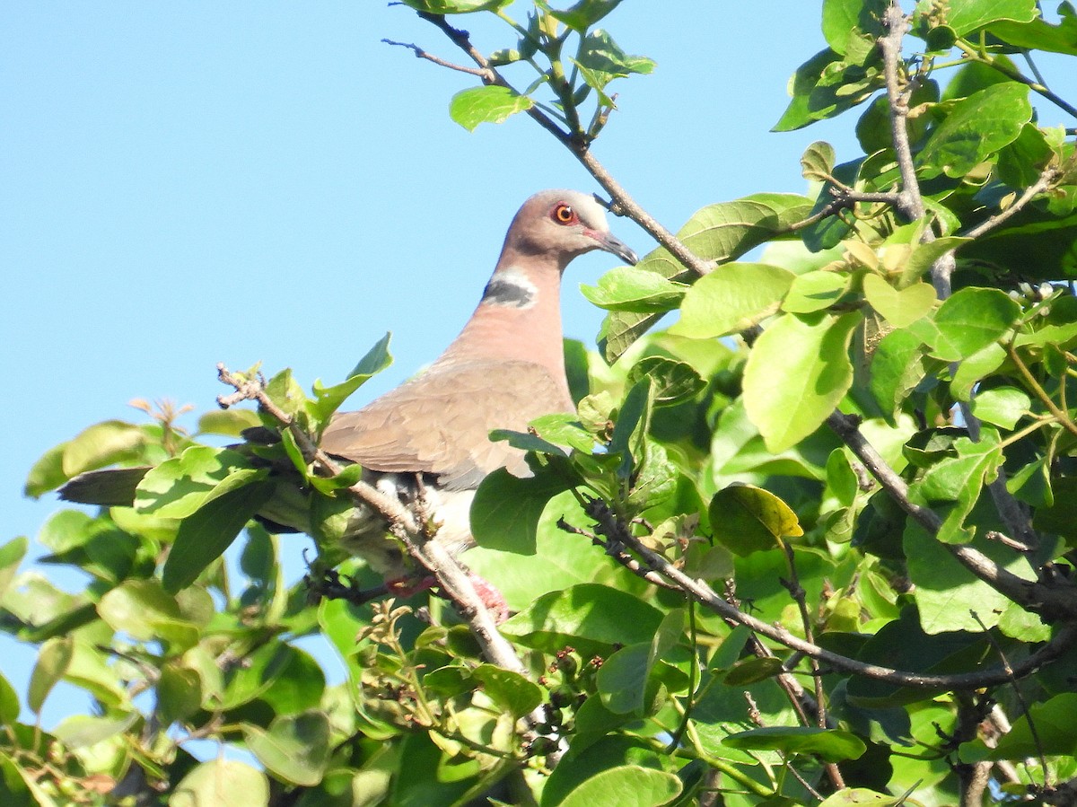 Sunda Collared-Dove - ML637723262