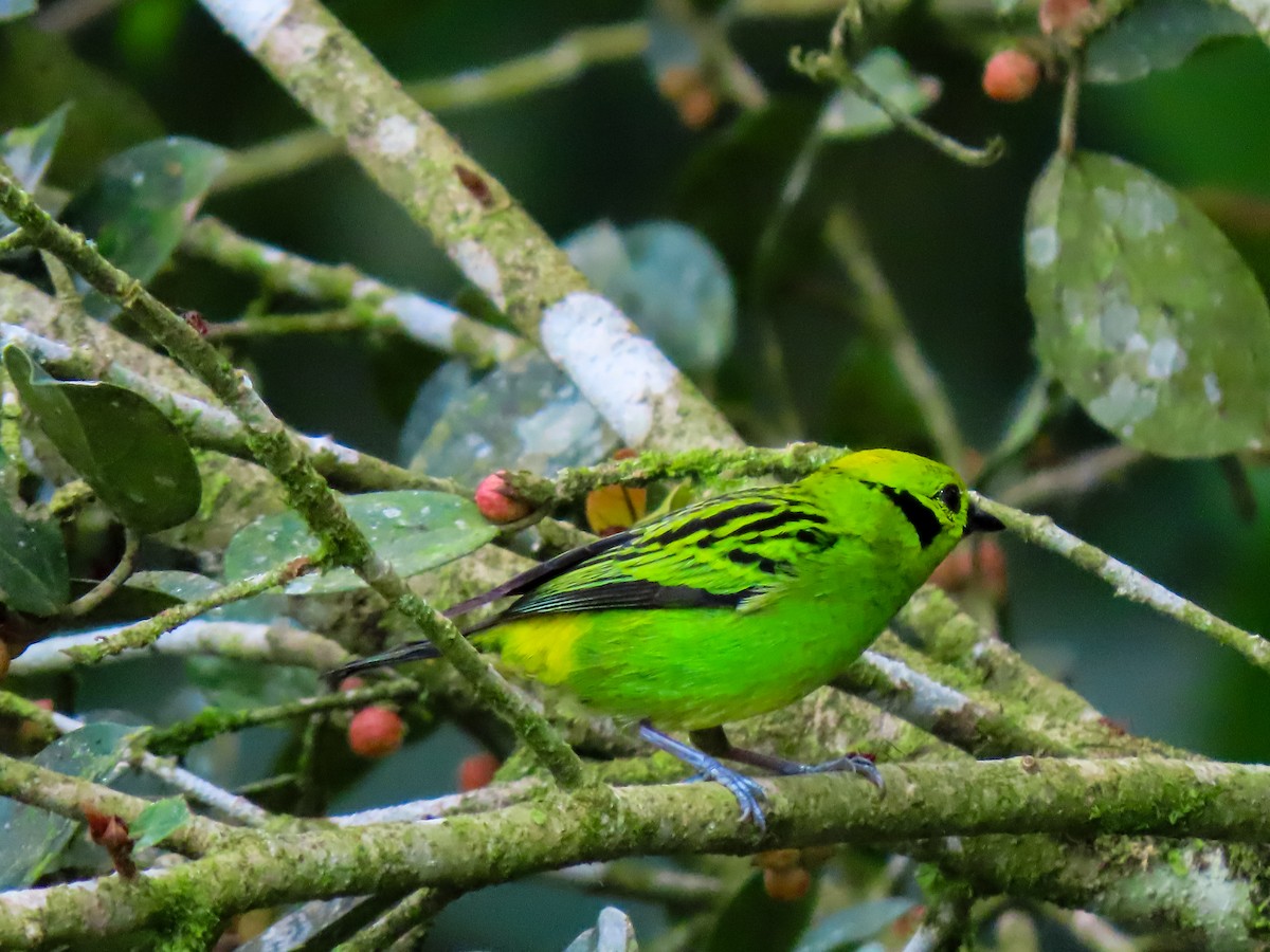 Emerald Tanager - ML637723281