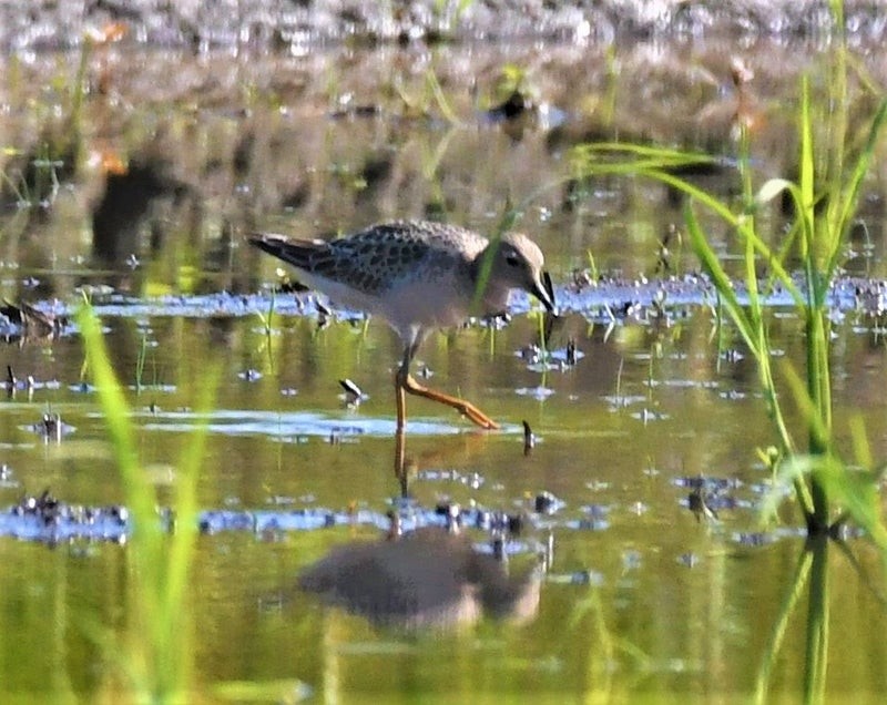 Buff-breasted Sandpiper - ML637723315