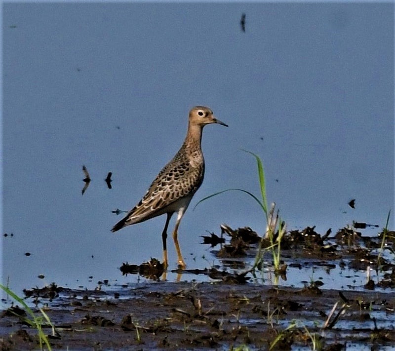 Buff-breasted Sandpiper - ML637723328