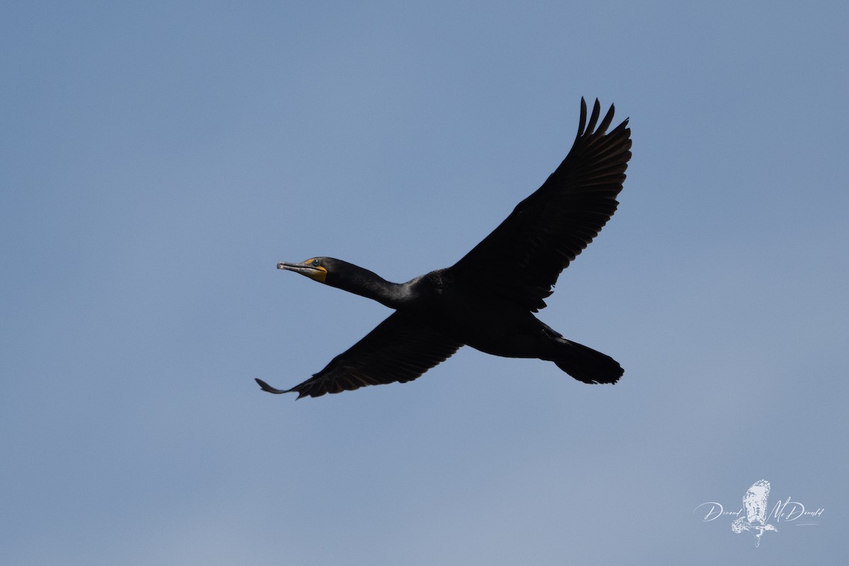 Double-crested Cormorant - ML637723366