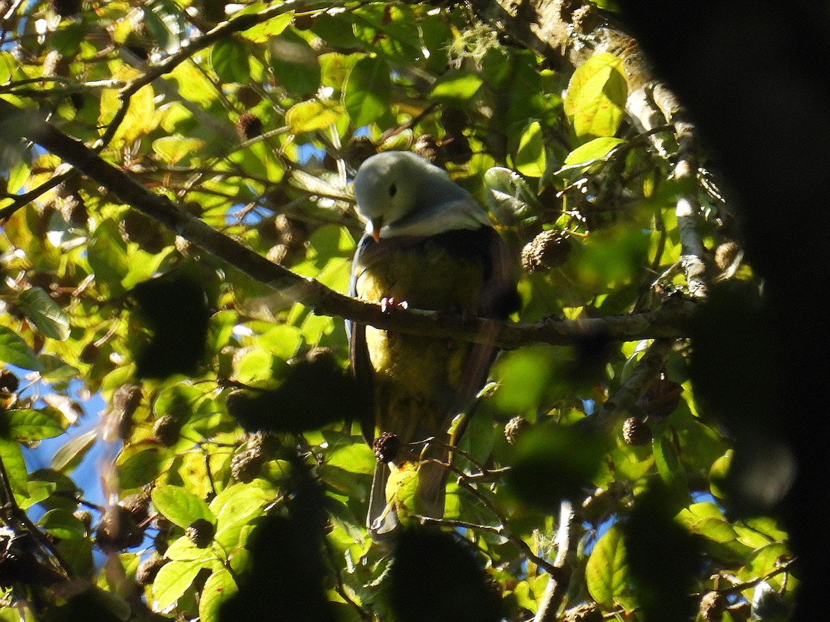 Black-backed Fruit-Dove - ML637723428