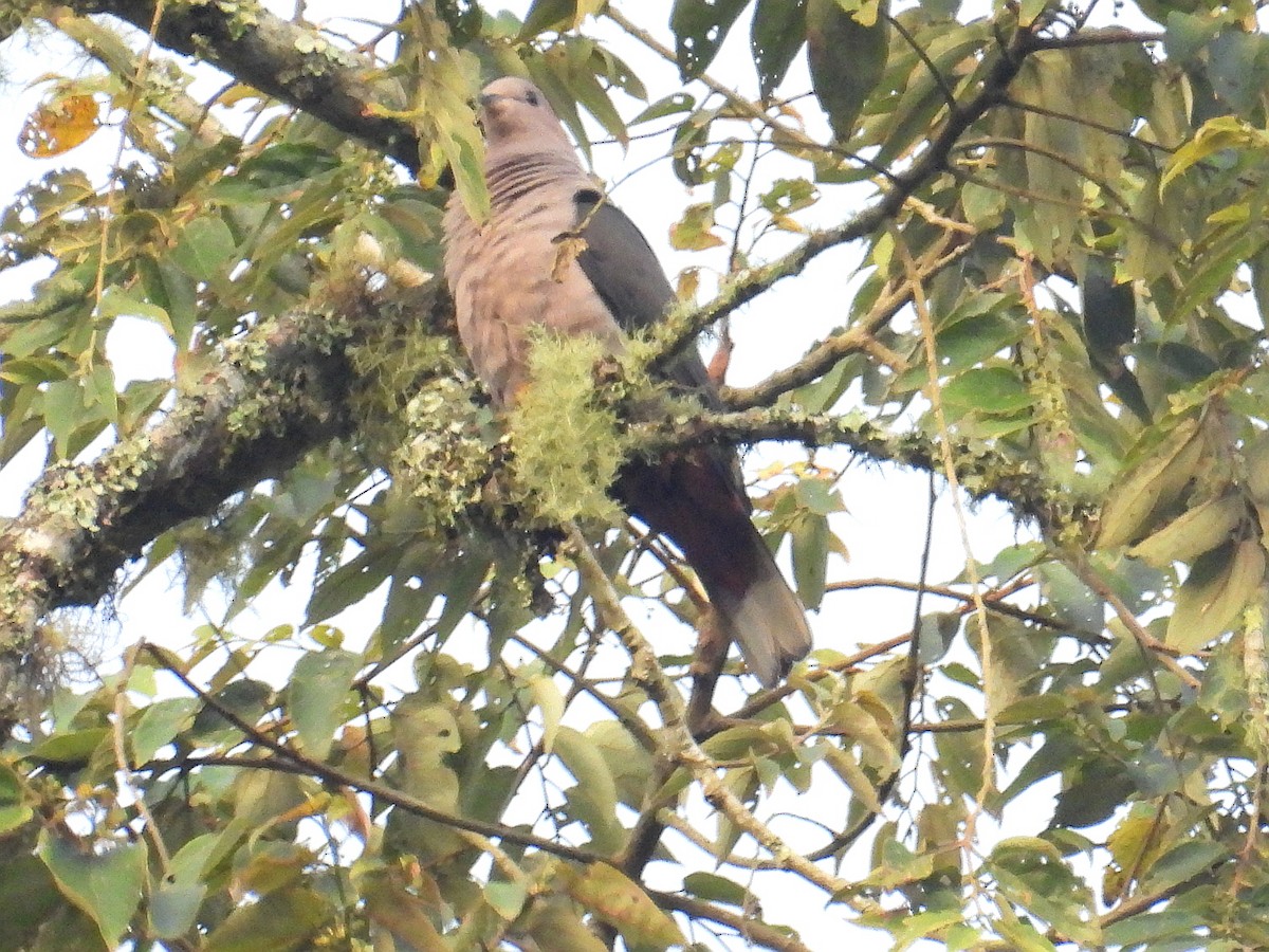 Dark-backed Imperial-Pigeon - ML637723447