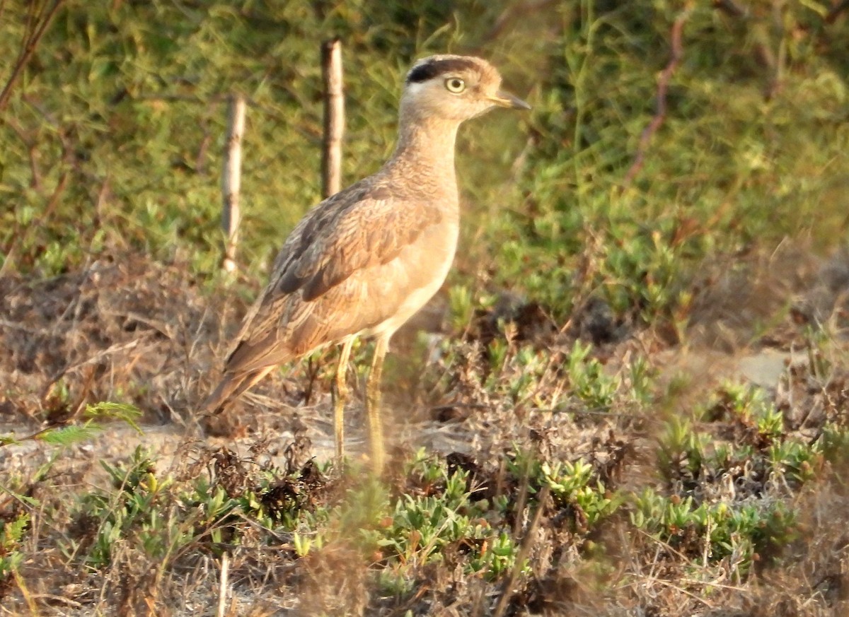 dytík bledý - ML637723480
