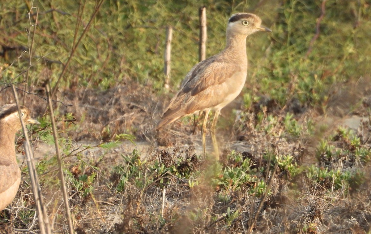 dytík bledý - ML637723481