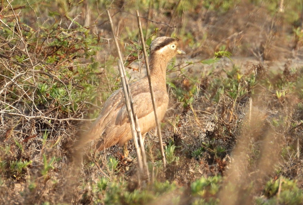 dytík bledý - ML637723482