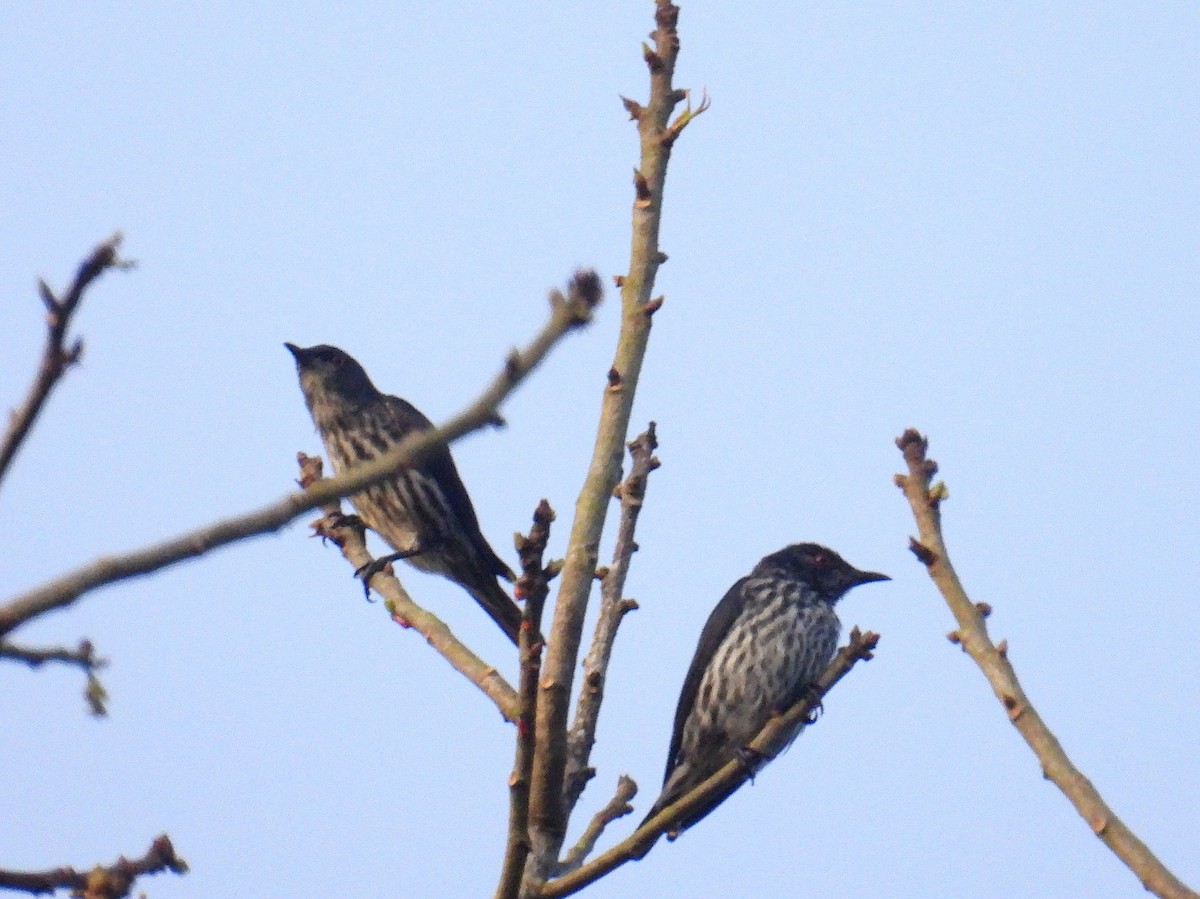 Short-tailed Starling - ML637723491