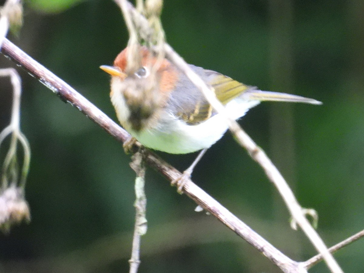 Sunda Warbler - ML637723511