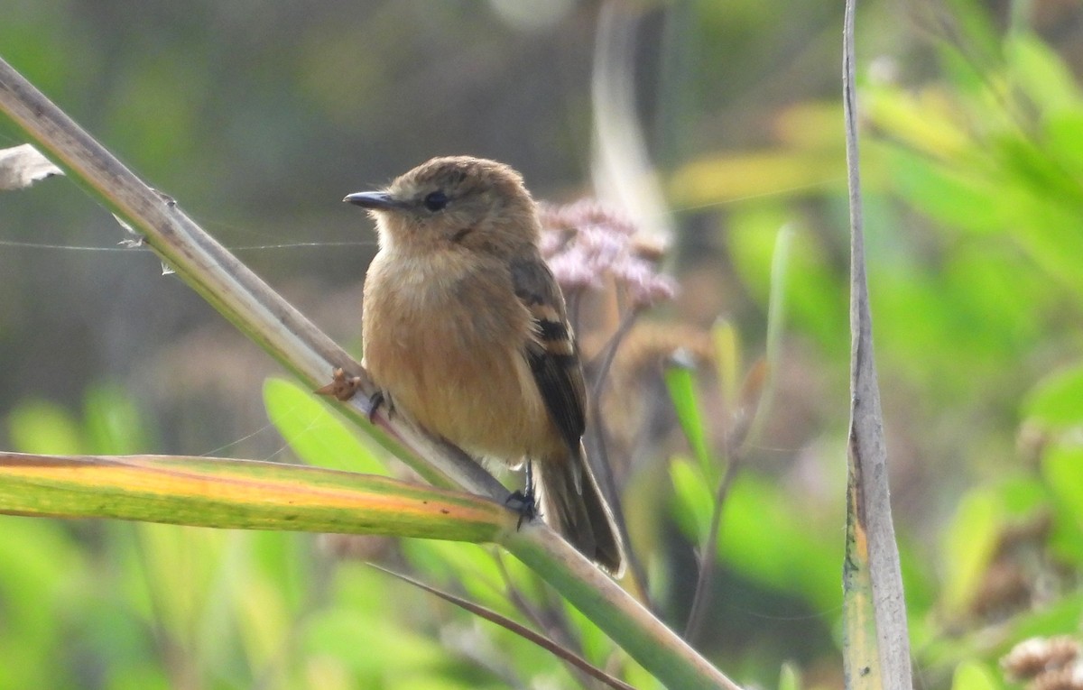 Rufescent Flycatcher - ML637723523