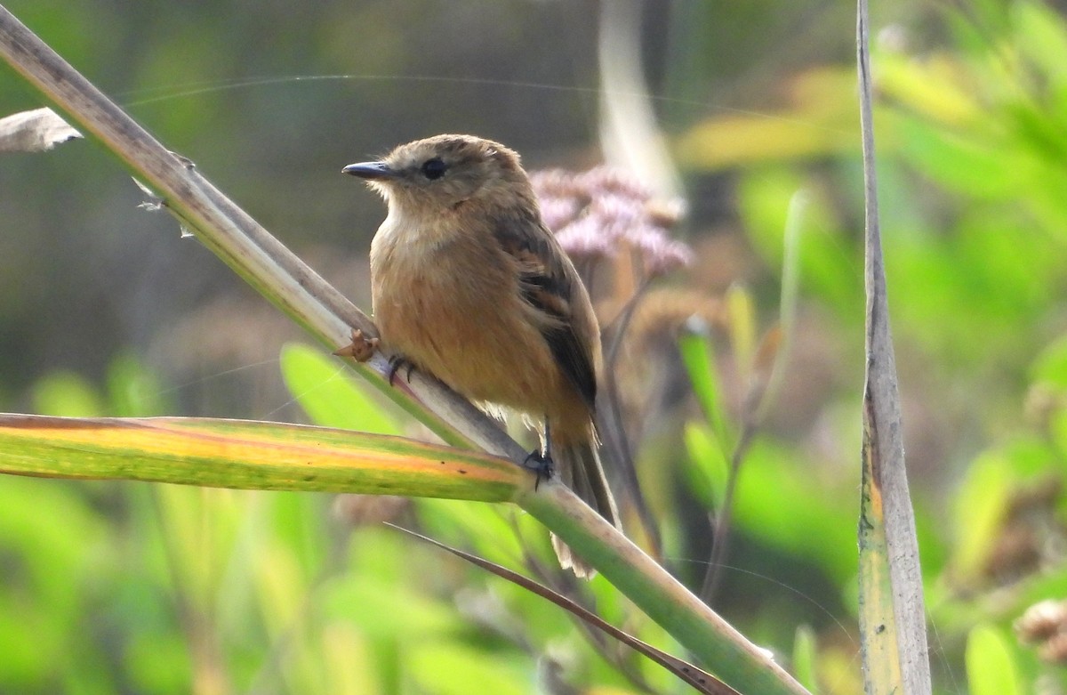 Rufescent Flycatcher - ML637723524