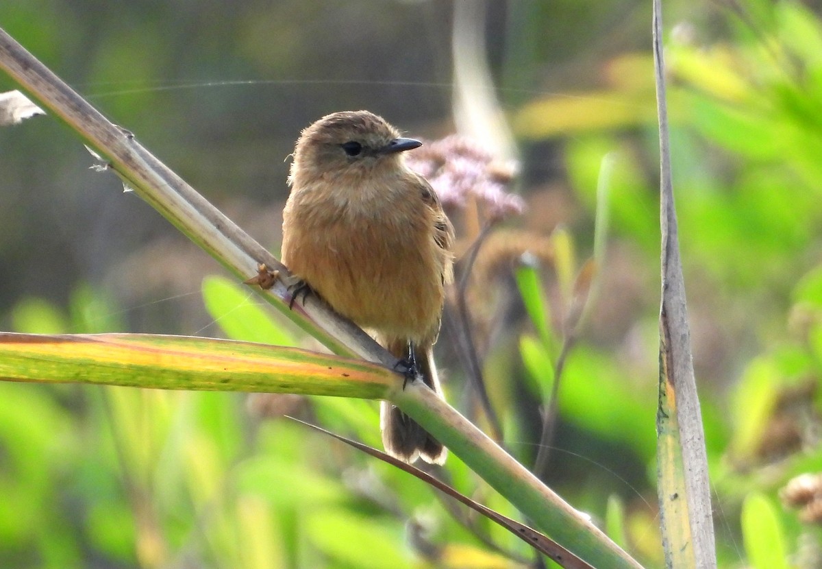 Rufescent Flycatcher - ML637723526