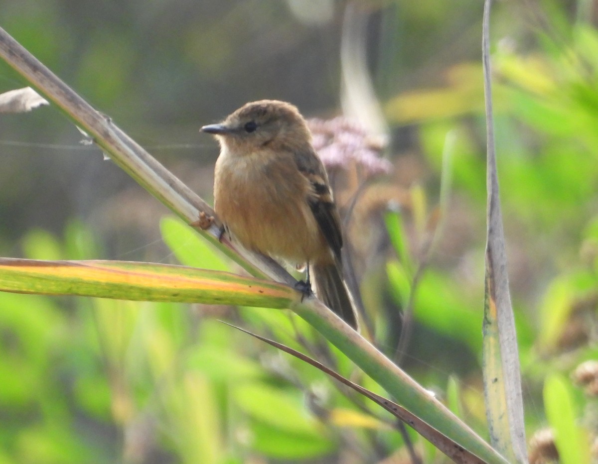 Rufescent Flycatcher - ML637723527