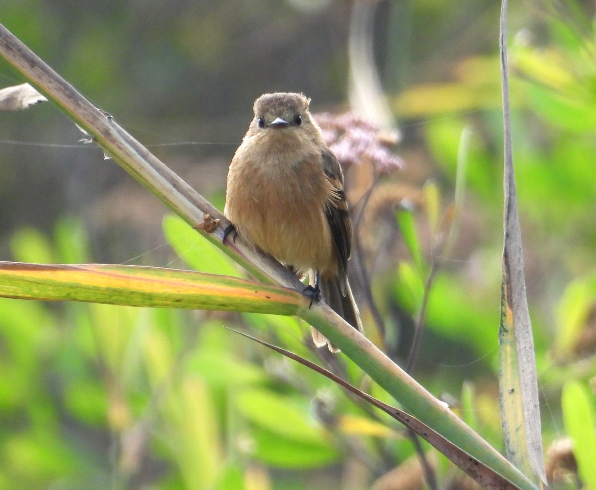 Rufescent Flycatcher - ML637723528