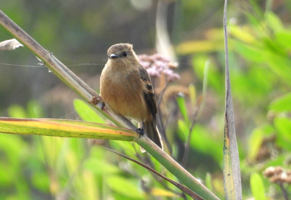 Rufescent Flycatcher - ML637723529