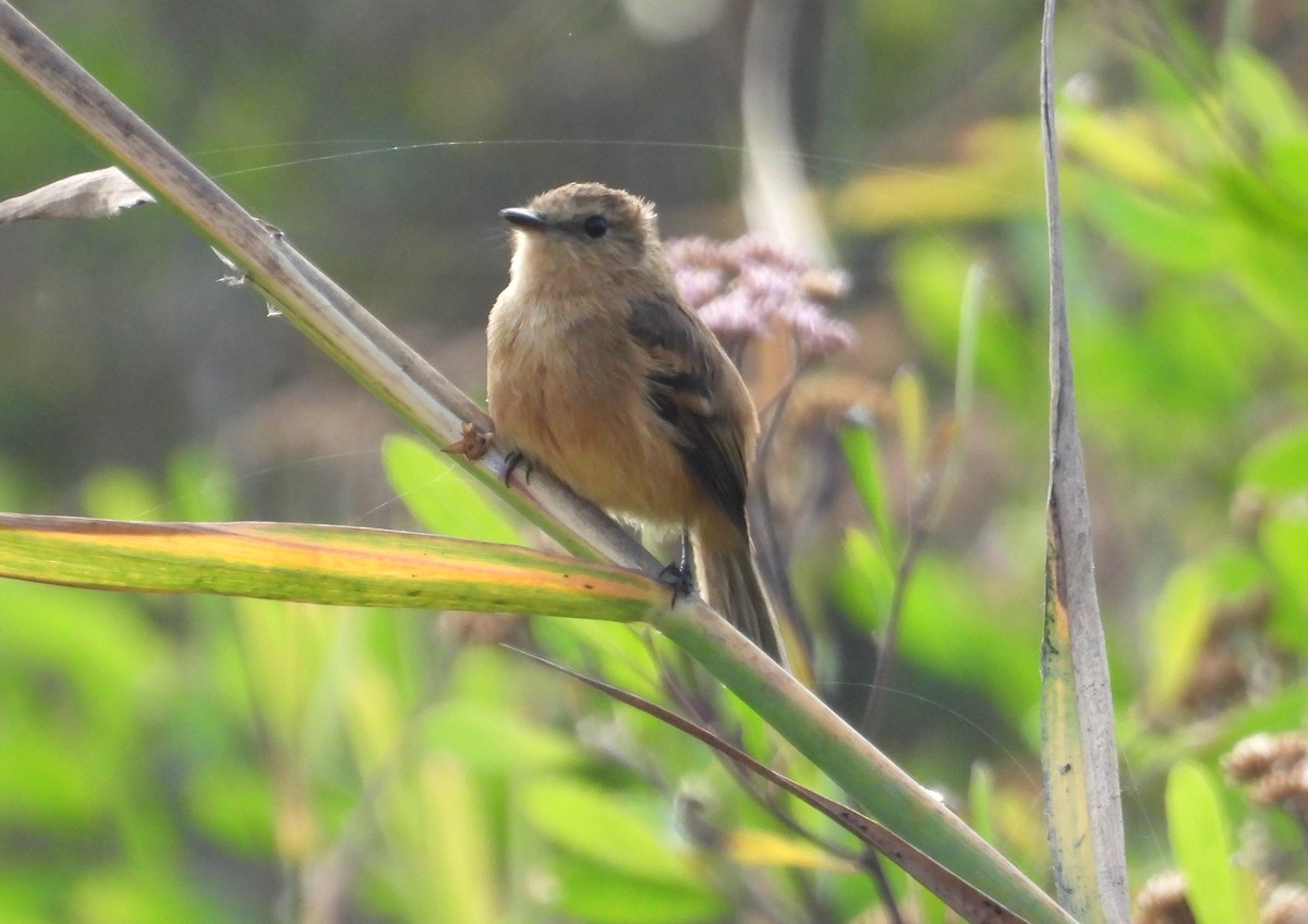 Rufescent Flycatcher - ML637723530