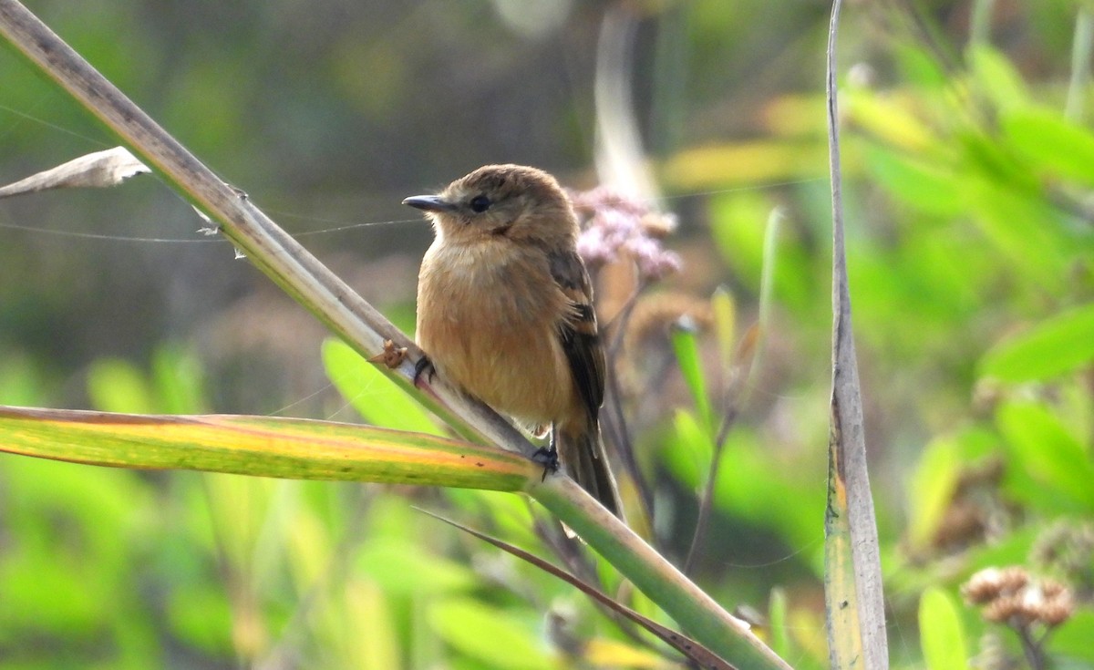 Rufescent Flycatcher - ML637723532