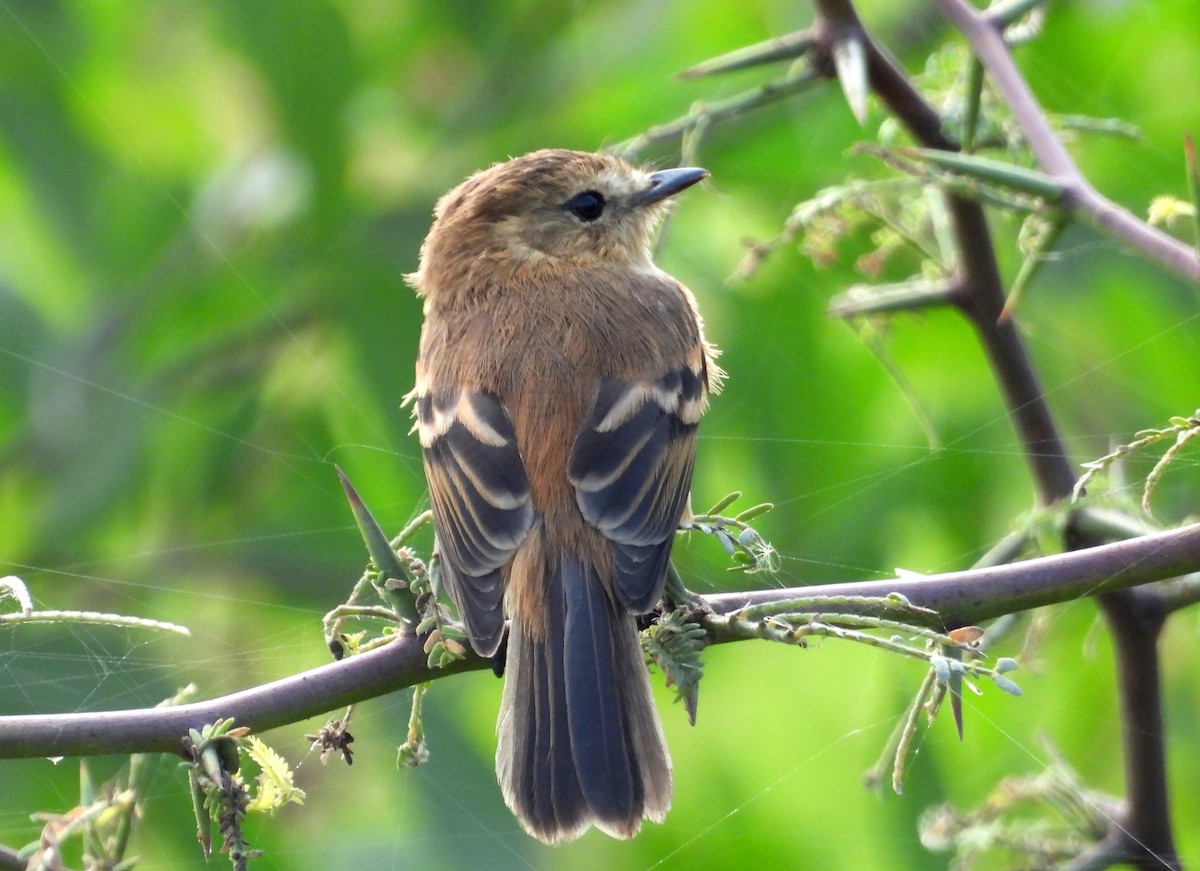 Rufescent Flycatcher - ML637723533