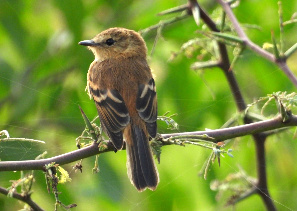 Rufescent Flycatcher - ML637723535